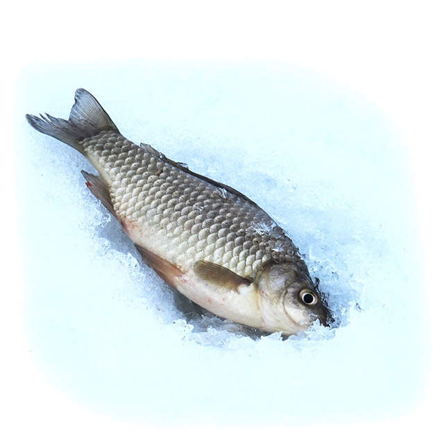  Карась: фото и описание рыбы 